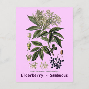 Elderberry Sambucus Postcard Postkarte
