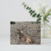 Eld's Deer Postcard Postkarte (Stehend Vorderseite)