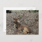 Eld's Deer Postcard Postkarte (Vorne/Hinten)