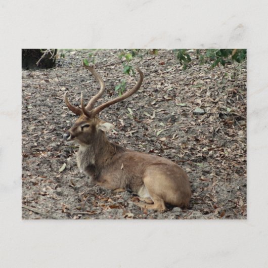 Eld's Deer Postcard Postkarte (Vorderseite)
