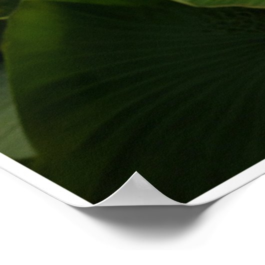 Electric Blue Acara Cichlids Zebra Pleco Fischkuns Poster (Ecke)