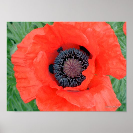 Electric Poppy Poster (Vorne)