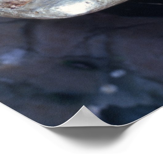 Electrum stater, c.600 BC Poster (Ecke)