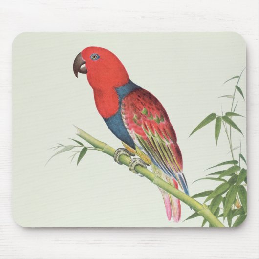 Electus Papagei, auf einem Bambusschoß Mousepad (Vorne)