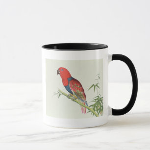 Electus Papagei, auf einem Bambusschoß Tasse