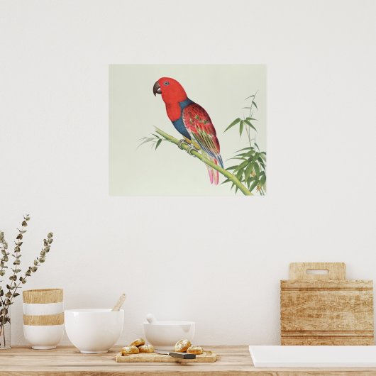 Electus Parrot, auf einem Bambusschoß Poster (Küche)