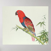 Electus Parrot, auf einem Bambusschoß Poster (Vorne)
