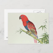 Electus Parrot, auf einem Bambusschoß Postkarte (Vorne/Hinten)