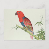Electus Parrot, auf einem Bambusschoß Postkarte (Vorderseite)