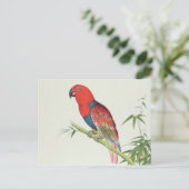 Electus Parrot, auf einem Bambusschoß Postkarte (Stehend Vorderseite)