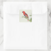 Electus Parrot, auf einem Bambusschoß Quadratischer Aufkleber (Tasche)