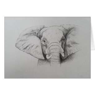 Elefant 2011