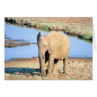 Elefant Afrika