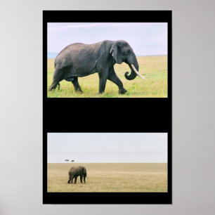 Elefant auf dem Mara Poster