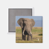 Elefant auf der Suche Magnet (Vorderseite/Rückseite)
