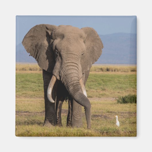 Elefant auf der Suche Magnet (Vorne)