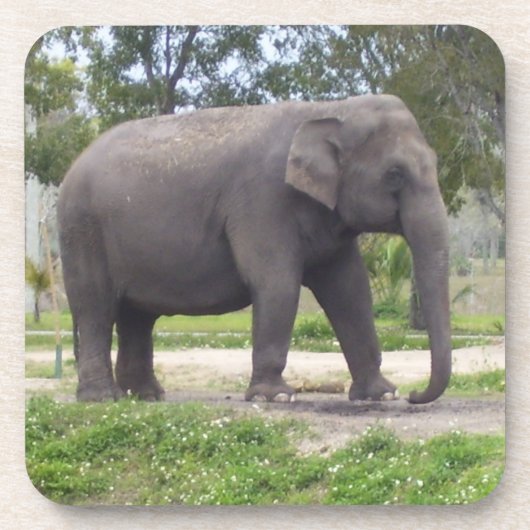 Elefant auf schattigem Wiesenweg Untersetzer (Vorderseite)