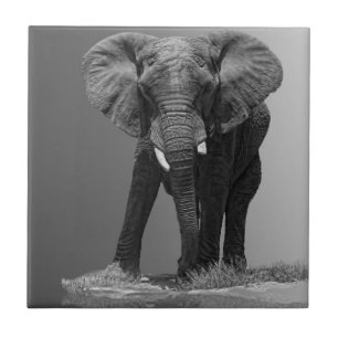 ELEFANT AUF STEIGUNG FLIESE