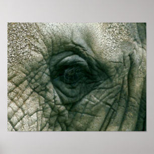 Elefant-Auge Poster