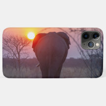 Elefant bei Sonnenuntergang
