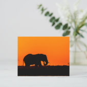 Elefant bei Sonnenuntergang in der Wahl Postkarte (Stehend Vorderseite)
