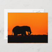 Elefant bei Sonnenuntergang in der Wahl Postkarte (Vorne/Hinten)