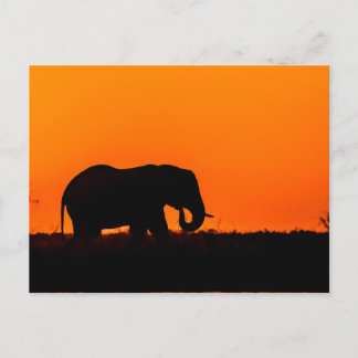 Elefant bei Sonnenuntergang in der Wahl Postkarte