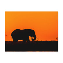 Elefant bei Sonnenuntergang in der Wahl