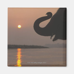 Elefant, Chitwan Nationalpark, Nepal Magnet