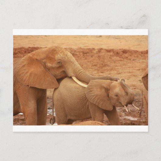 Elefant custom personalize diy Anniversaries Postkarte (Vorderseite)