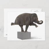 Elefant darstellend Trick on Box Postkarte (Vorne/Hinten)