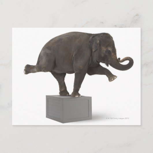 Elefant darstellend Trick on Box Postkarte (Vorderseite)