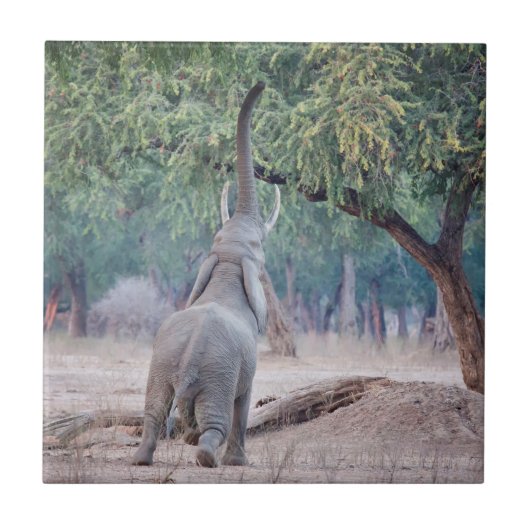Elefant, der nach Acacia-Baum strebt Fliese (Vorderseite)