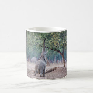 Elefant, der nach Acacia-Baum strebt Kaffeetasse