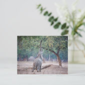 Elefant, der nach Acacia-Baum strebt Postkarte (Stehend Vorderseite)