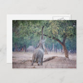 Elefant, der nach Acacia-Baum strebt Postkarte (Vorne/Hinten)