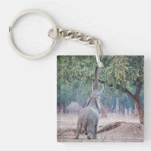 Elefant, der nach Acacia-Baum strebt Schlüsselanhänger