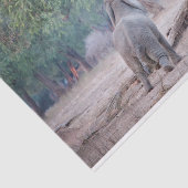 Elefant, der nach Acacia-Baum strebt Seidenpapier (Ausschnitt)