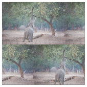 Elefant, der nach Acacia-Baum strebt Stoff (Nahaufnahme)