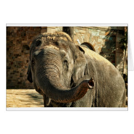 Elefant, der vorwärts mit dem Stamm zeigt