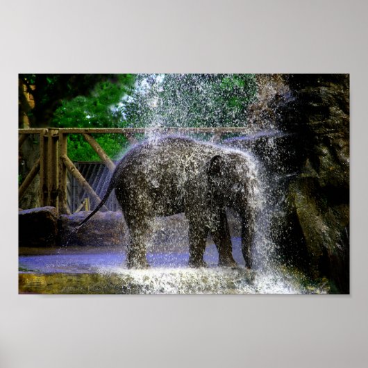Elefant eines Babys spielt im Wasserfall Poster (Vorne)