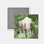 Elefant Emerge Magnet (Vorderseite/Rückseite)