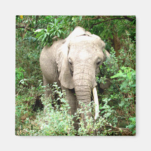 Elefant Emerge Magnet