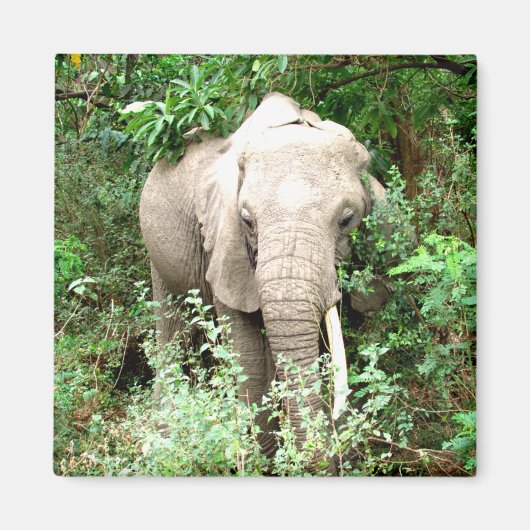 Elefant Emerge Magnet (Vorne)