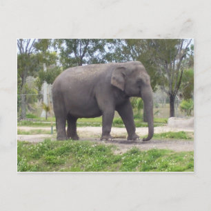 Elefant entlang des Waldpfads Postkarte