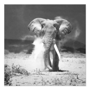 Elefant Fotodruck