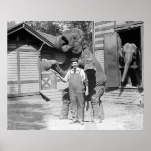 Elefant führt einen Trick vor, 1915. Vintage-Foto Poster