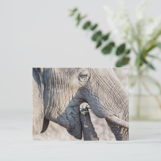 Elefant fütternd postkarte (Stehend Vorderseite)