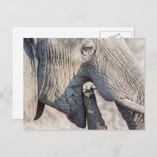 Elefant fütternd postkarte (Vorne/Hinten)