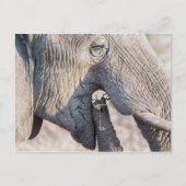 Elefant fütternd postkarte (Vorderseite)